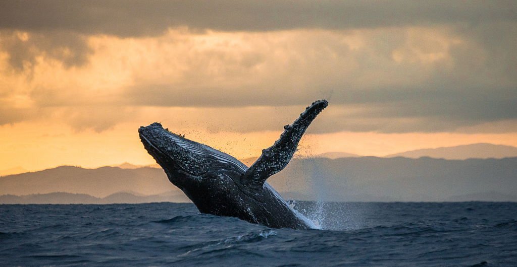 Humpback Whale