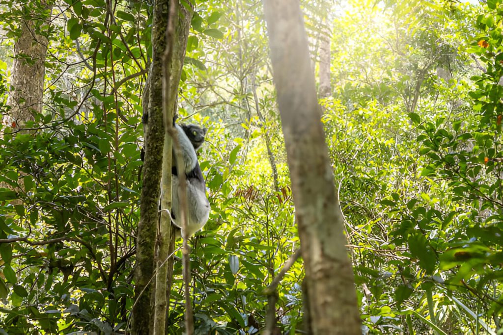 DISCOVER MADAGASCAR’S MARVELOUS RAINFOREST