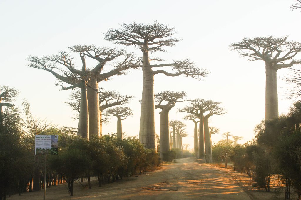 WEST OF MADAGASCAR: FROM THE BAOBABS TO THE TSINGY OF BEMARAHA