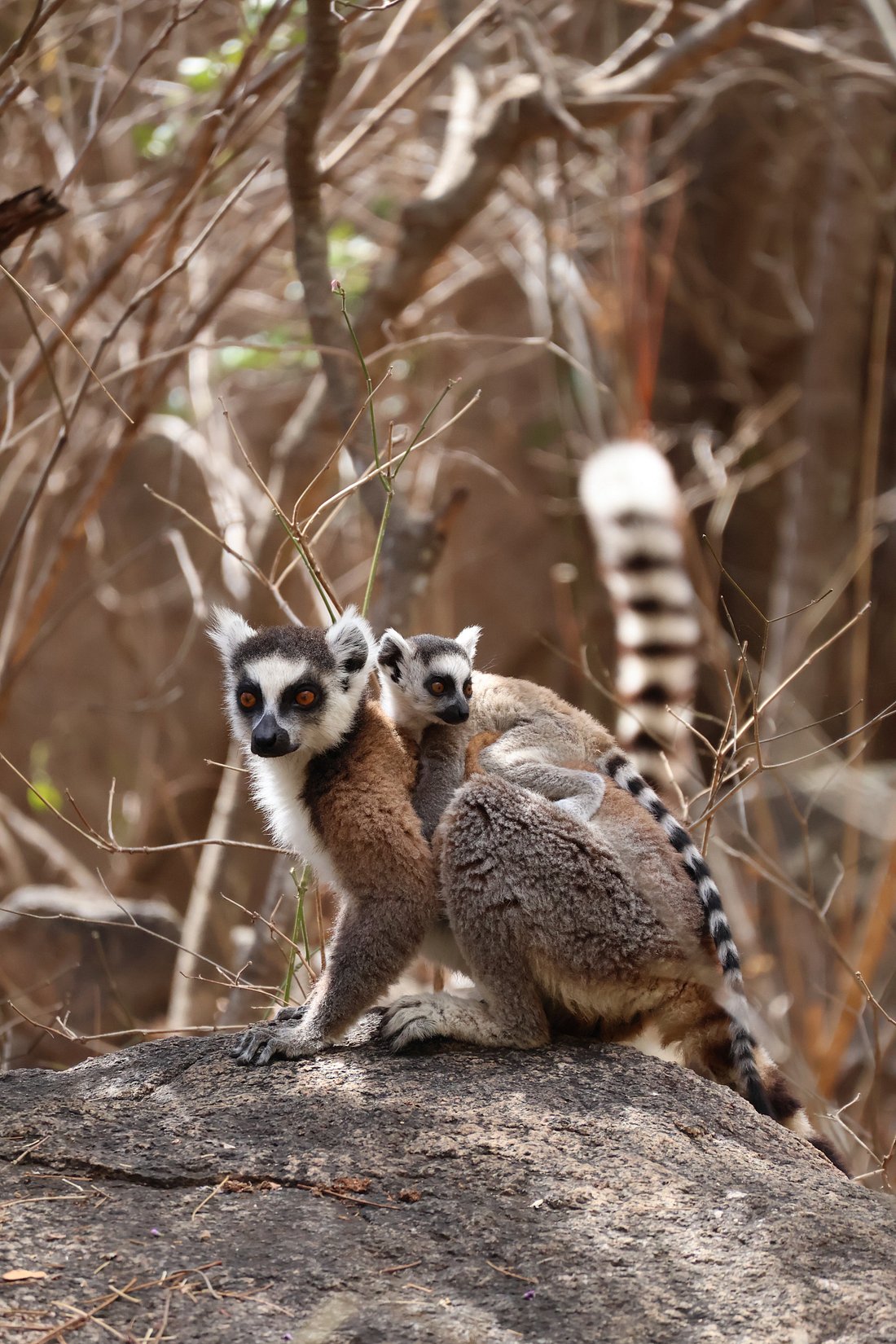 Lemurs