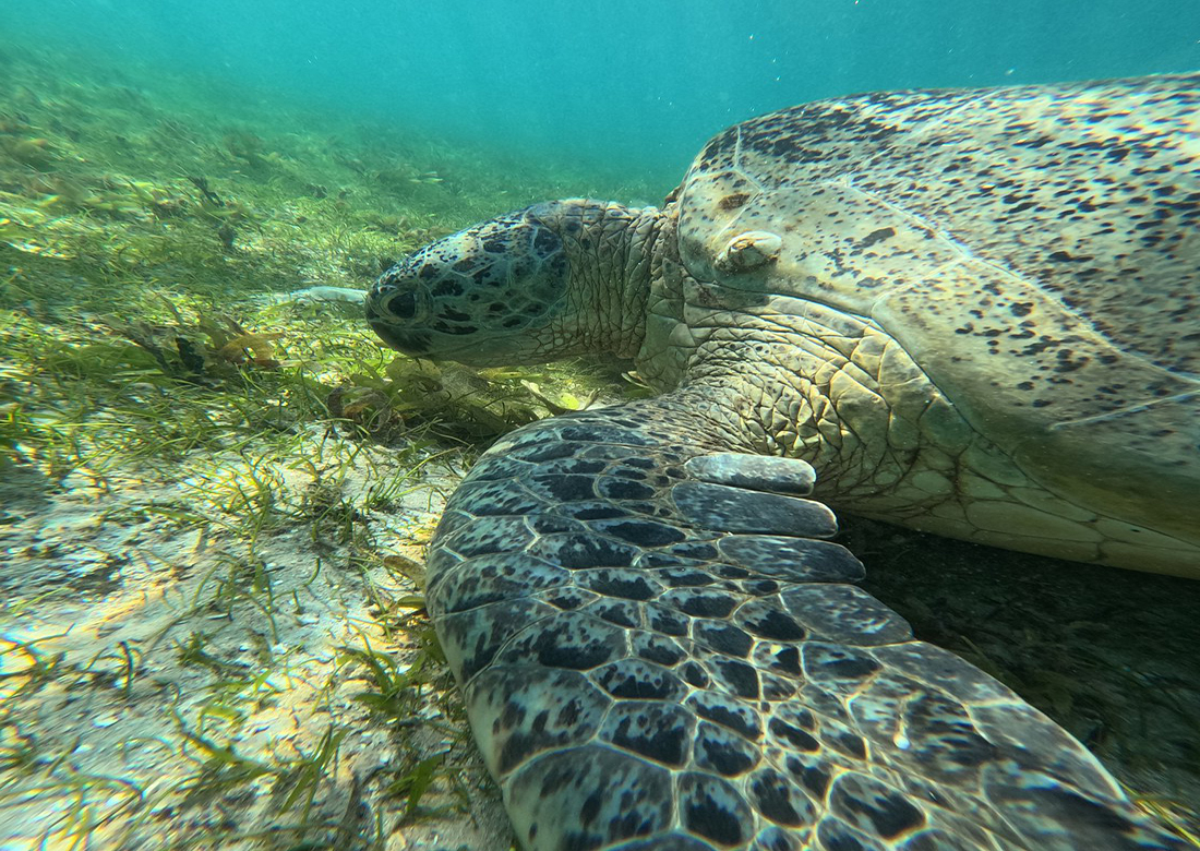 Marine turtles