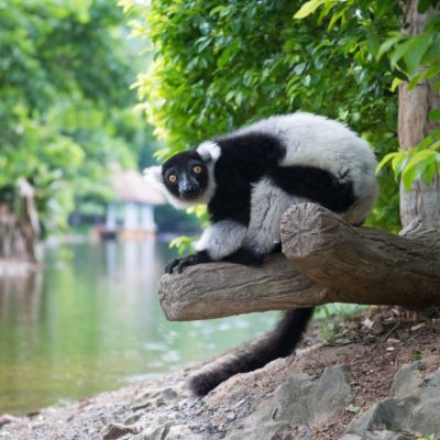 The black-and-white ruffed lemur is sit on log near river