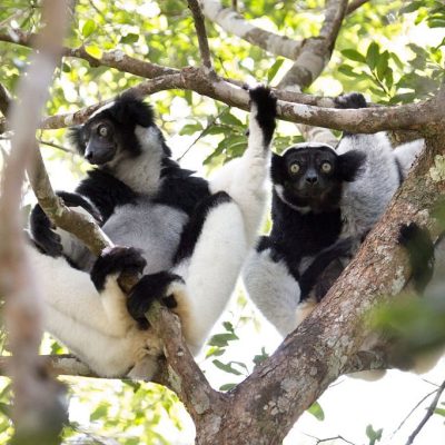 A pair of critically endangered black and white wild indri lemurs sit side by side in the rainforest canopy in Mantidia - Andasibe National Park, also known by Perinet in the eastern rainforest of Madagascar.