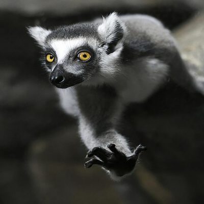 lemurien-au-zoo_477814-3513